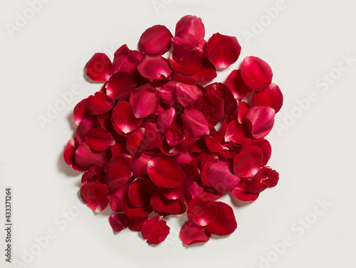 beautiful red rose petals one white background 