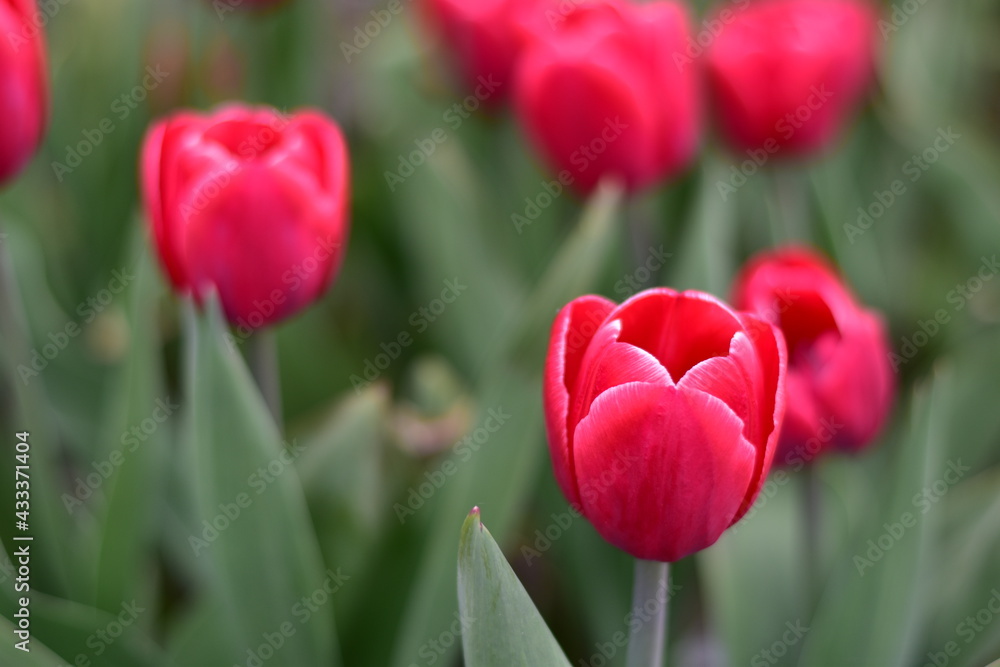 Early spring. The first blooming red and purple tulips. Early spring. The first blooming red and purple tulips.