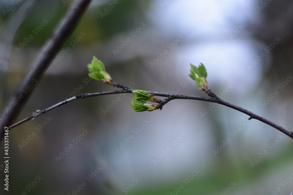 Early spring. A birch branch with blooming green leaves. Early spring. A birch branch with blooming green leaves.
