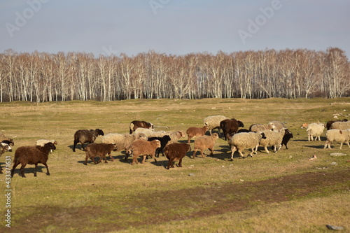 A flock of sheep graze in an open clearing in early spring. 