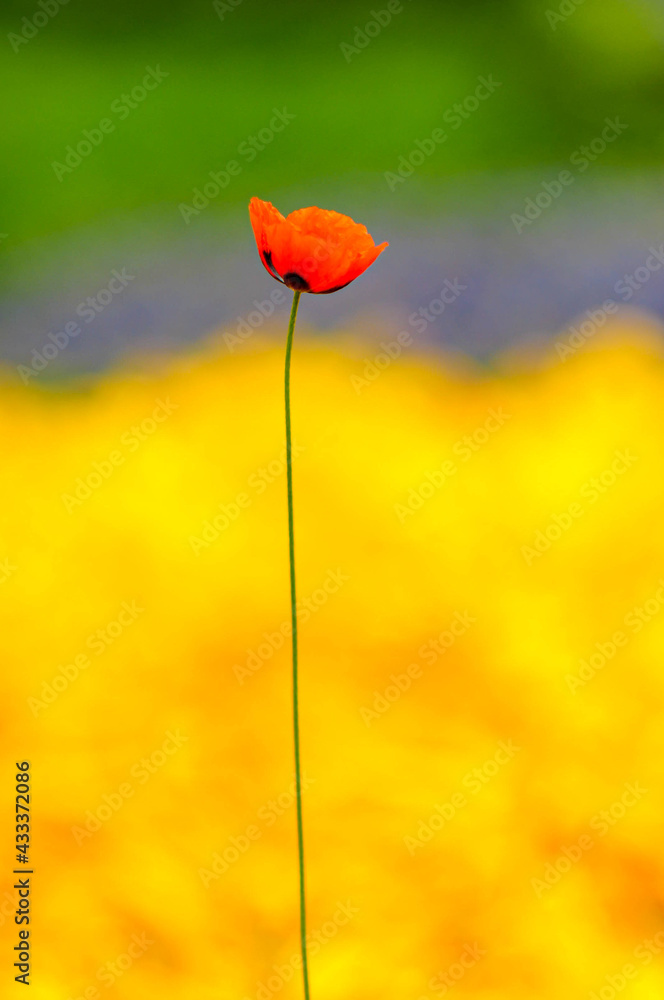 Obraz premium red poppy flower