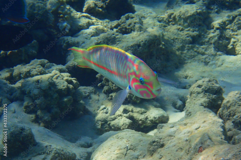 Obraz premium Coral fish Thalassoma Klunzingeri