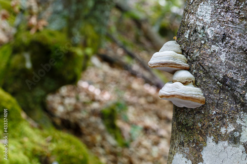 Tinder mushrooms on beech trunk. Fomes fomentarius
