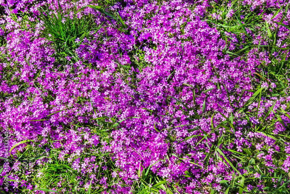 Obraz premium Spring small pink flowers among the grass. Flowers on alpine slide.