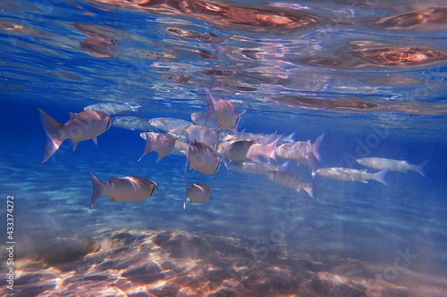 milkfish in the red sea