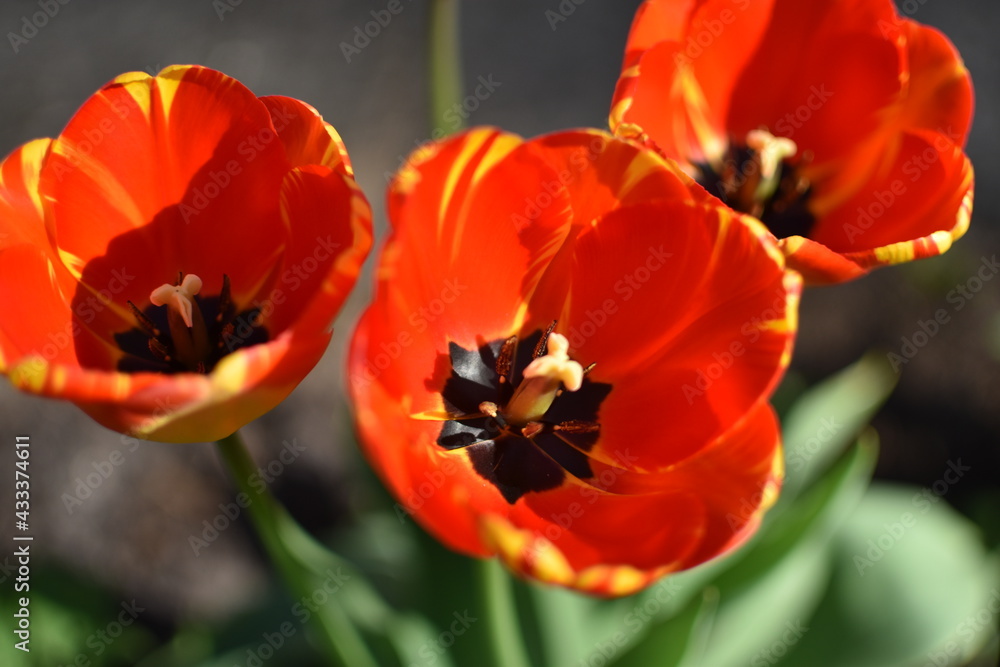 Beautiful spring flowers Beautiful spring flowers