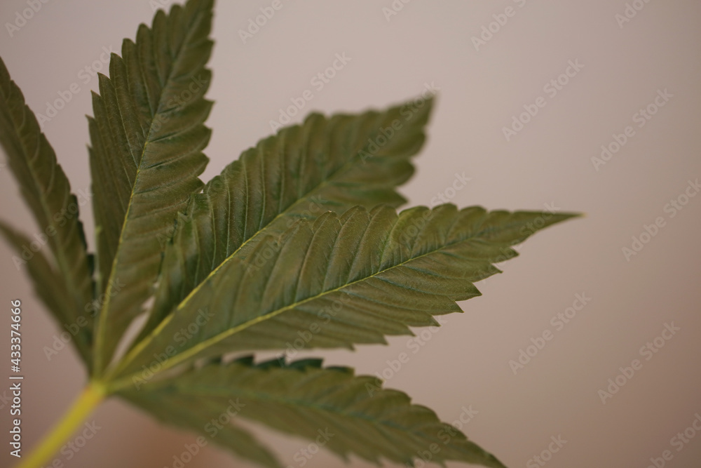 Hemp or cannabis leaf close up medical marihuana isolated on white background top view flat lay modern trendy high quality big size print Hemp or cannabis leaf close up medical marihuana isolated on white background top view flat lay modern trendy high quality big size print