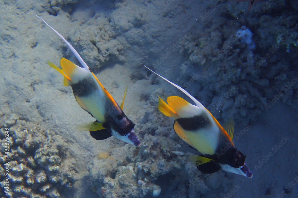 Red sea bannerfish (Heniochus intermedius) Red sea bannerfish (Heniochus intermedius)
