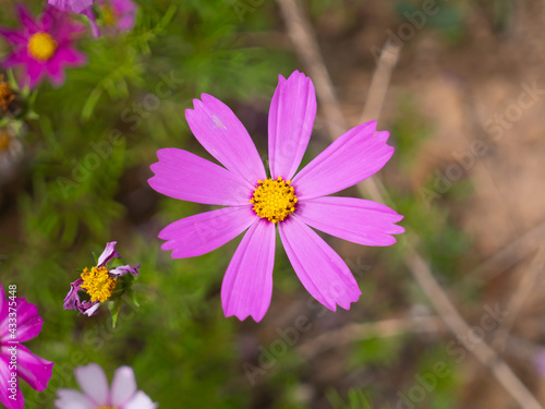 Bokeh macro close-up photo of early summer pink autumn English flowers © xudong