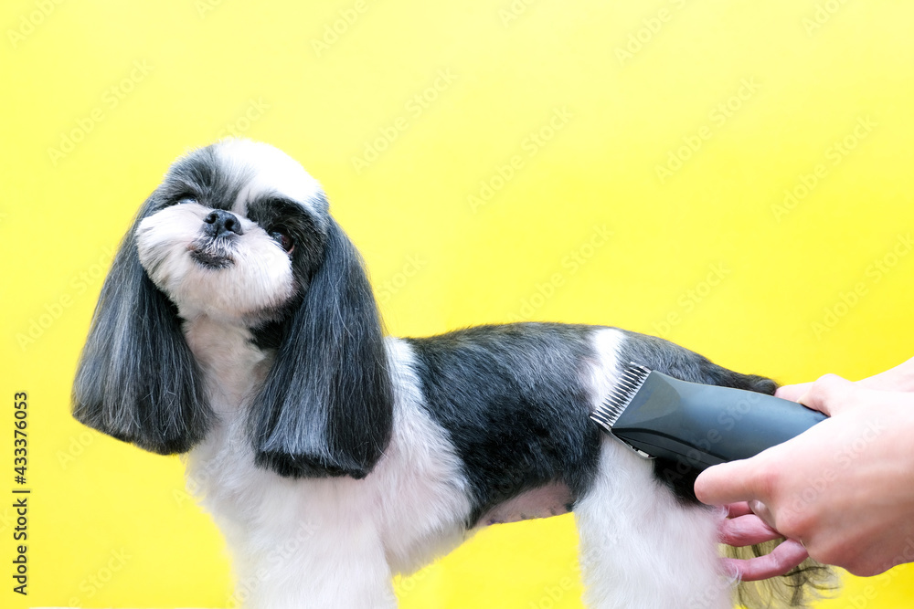 Dog gets hair cut at Pet Spa Grooming Salon. Closeup of Dog. cut the