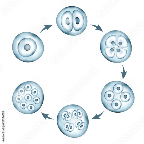 Realistic vector cells division. Stages of human embryonic development. Medical or biology science circular scheme