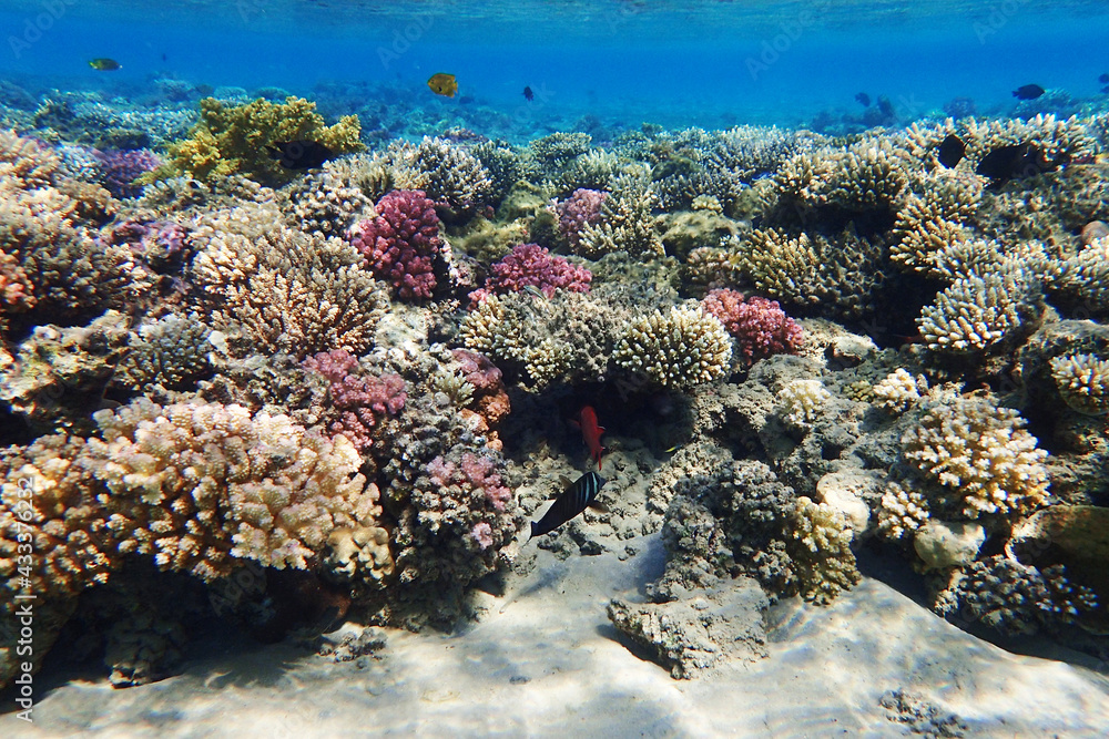 Fototapeta premium coral reef in Egypt, Makadi Bay