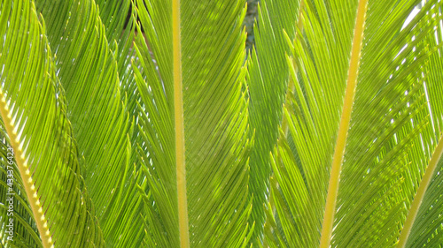 green palm leaves texture