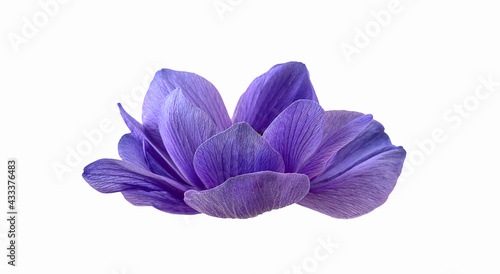 Anemone flower isolated on white background. Side view