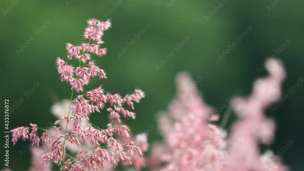 Closeup nature view of flower grass Closeup nature view of flower grass
