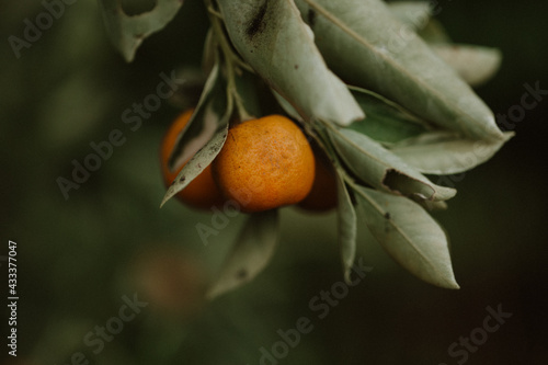Orange Grove Tree in Florida