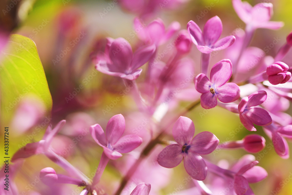 close up of purple lilac flower close up of purple lilac flower