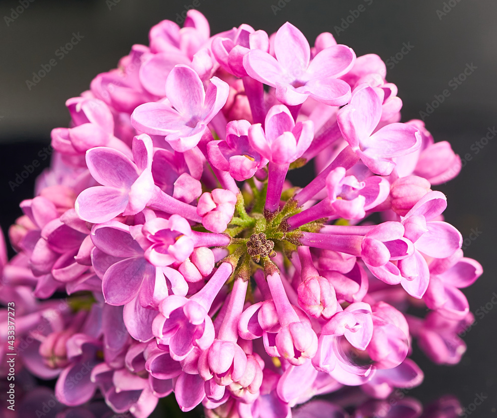 lilac flower growing on black background