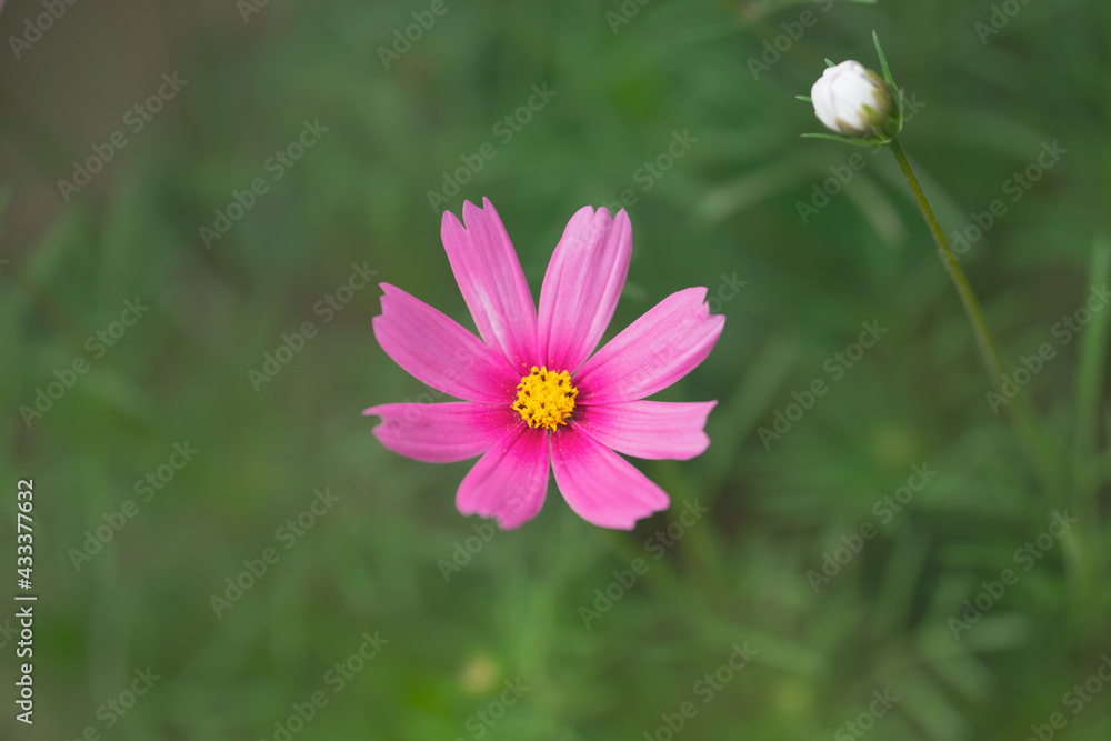 Bokeh macro close-up photo of early summer pink autumn English flowers Bokeh macro close-up photo of early summer pink autumn English flowers