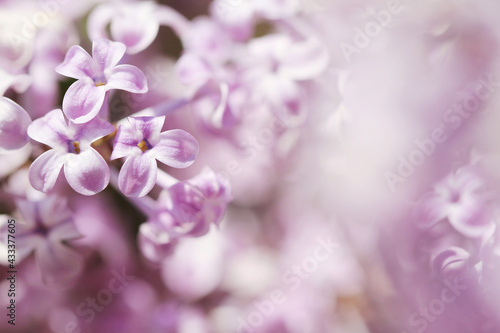 close up of lilac flowers
