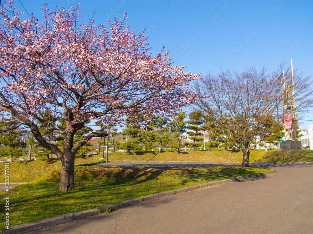 Sakura tree in the park