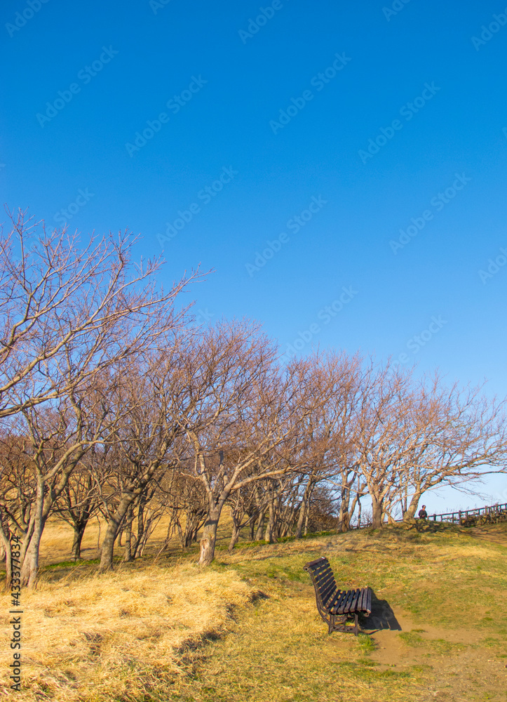 Sakura tree in the park
