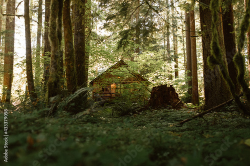 Oregon - Wooden cabin nestled in a dense, sunlit forest