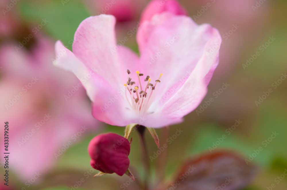 Obraz premium Fresh beautiful flowers of the apple tree blooming in the spring