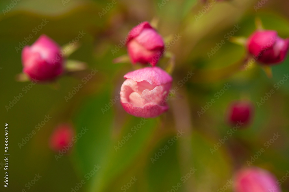Fresh beautiful flowers of the apple tree blooming in the spring Fresh beautiful flowers of the apple tree blooming in the spring