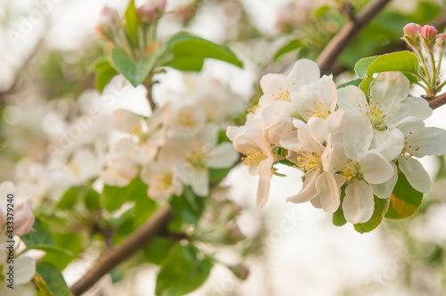 branch of apple tree with white flowers on a background of flowering trees. Copy space