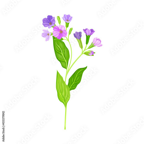 Violet Flower or Blossom on Leafy Stalk or Stem Vector Illustration