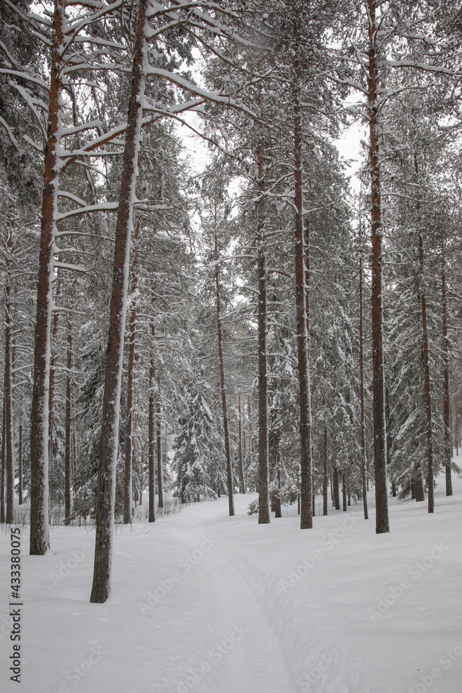 Snow covered trees Snow covered trees