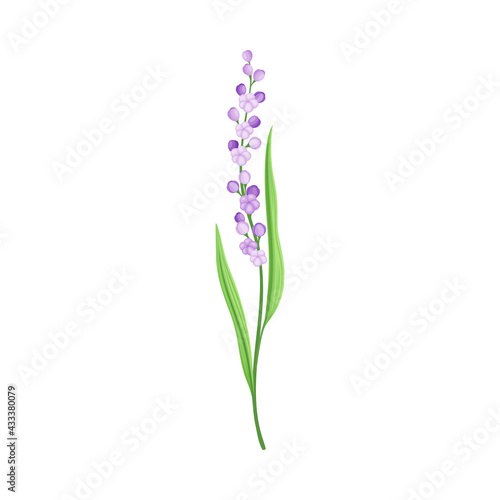 Tall Stem or Stalk with Violet Floret and Green Leaf Blade Vector Illustration