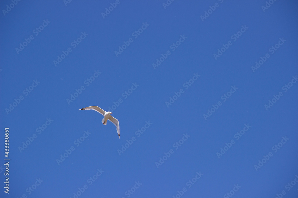 Obraz premium albatross