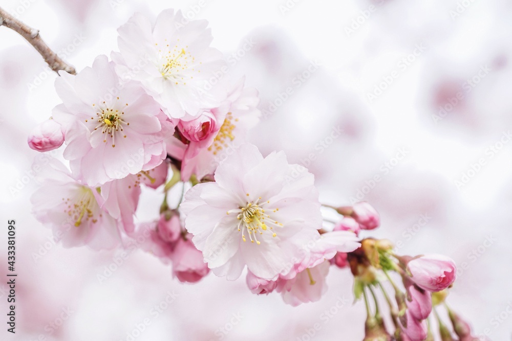 cherry blossom cherry blossom