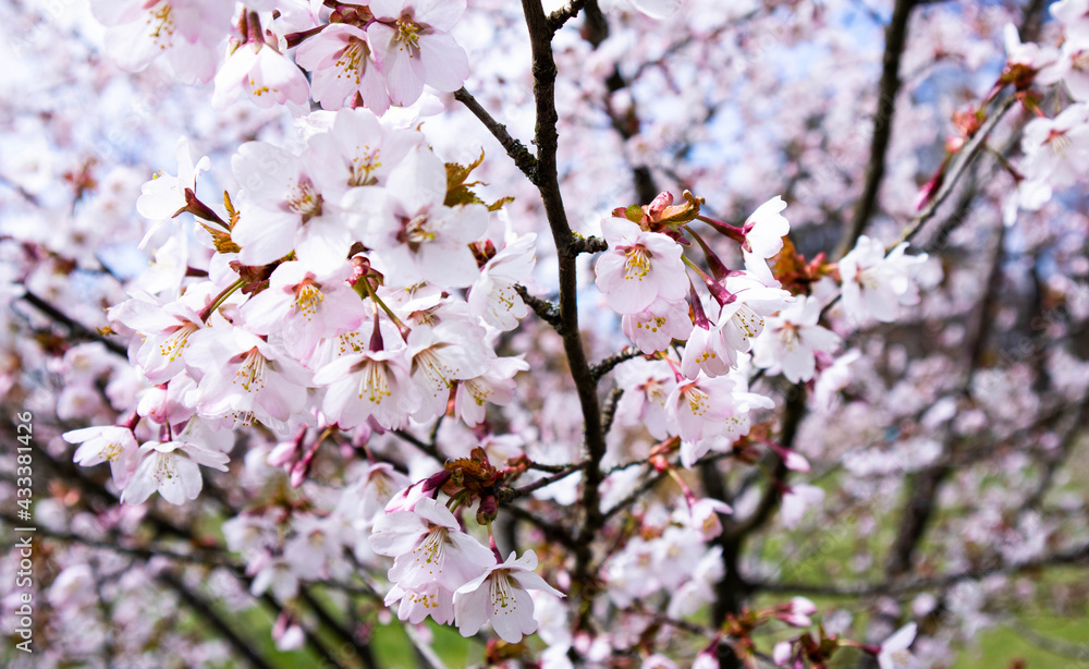 Pink cherry blossoms on a cool spring day in a park in northern Europe Pink cherry blossoms on a cool spring day in a park in northern Europe