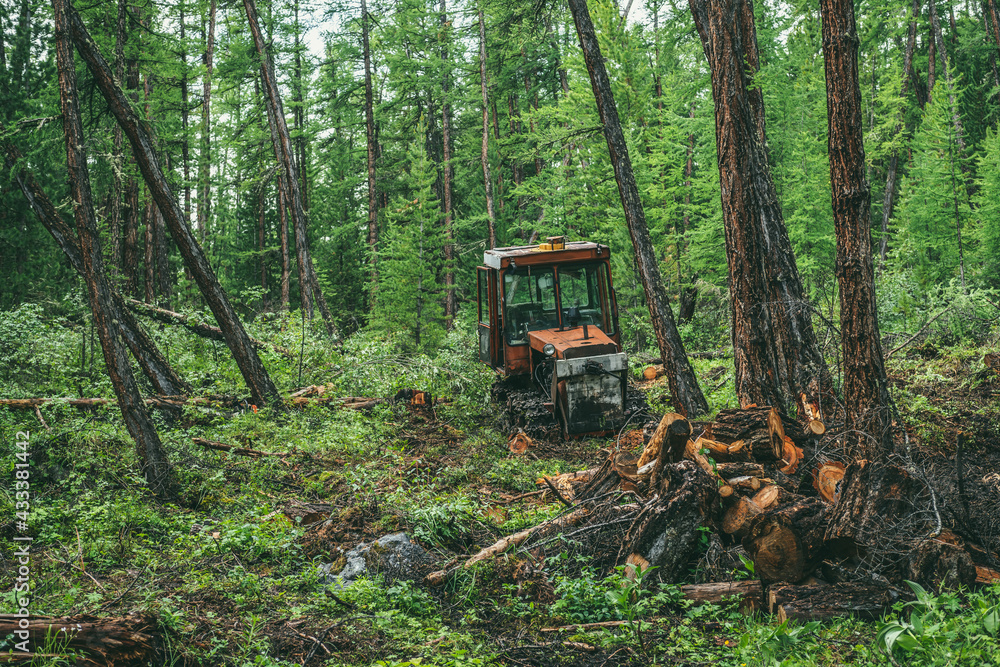 Vivid woodland landscape with old rusty red tractor on forest felling among firs and lush vegetation. Atmospheric wood scenery with outdated tractor in forest among coniferous trees and wild flora. Vivid woodland landscape with old rusty red tractor on forest felling among firs and lush vegetation. Atmospheric wood scenery with outdated tractor in forest among coniferous trees and wild flora.