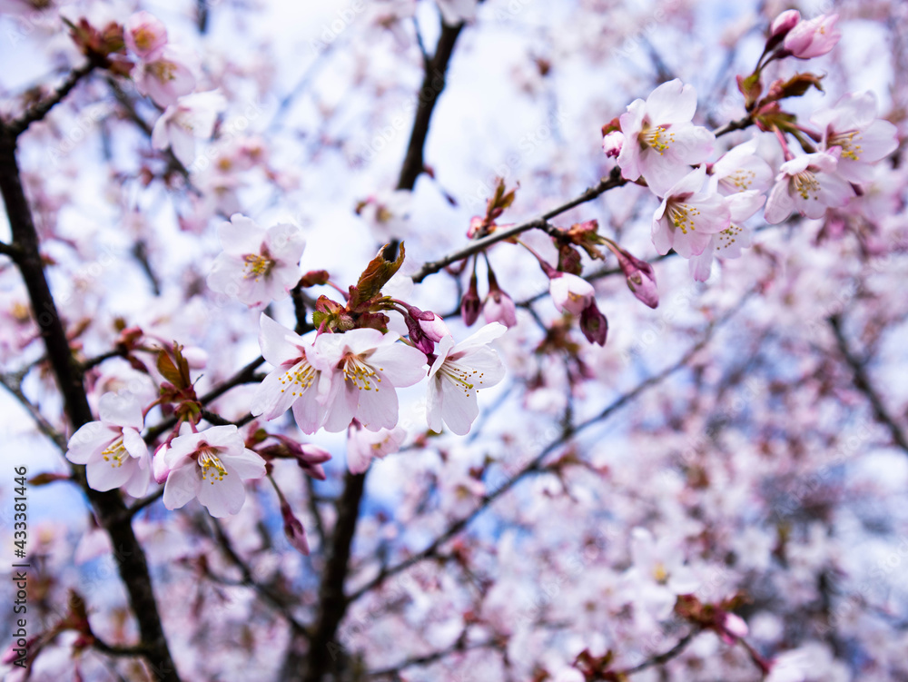 Pink cherry blossoms on a cool spring day in a park in northern Europe Pink cherry blossoms on a cool spring day in a park in northern Europe