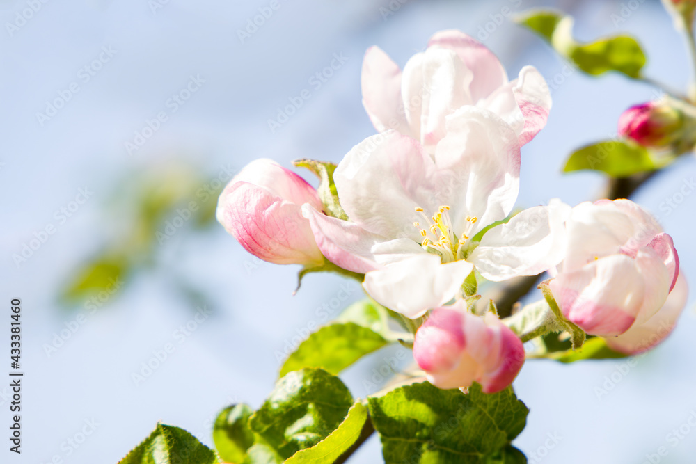 Obraz premium Pink apple blossom in spring.
