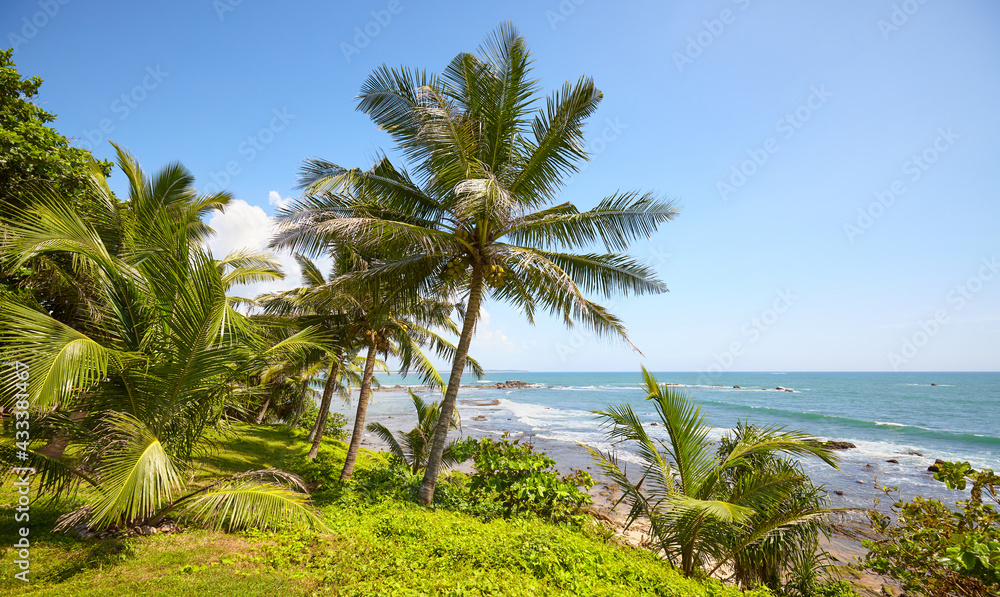 Tropical coastal landscape with palm trees and the ocean on a sunny summer day, Sri Lanka.