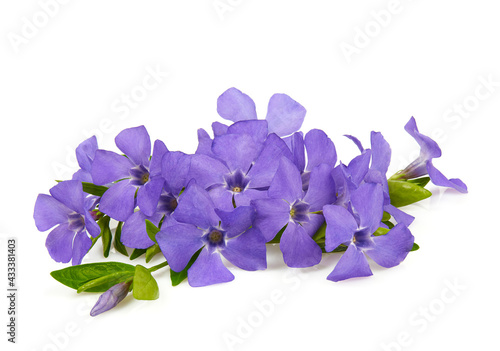 blue periwinkles isolated on white background. Spring flowers.