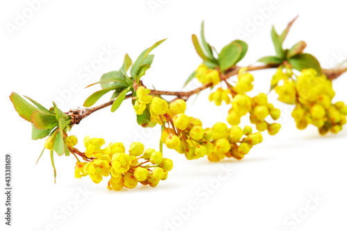Flowering branch of yellow Berberis flowers isolated on a white background. 