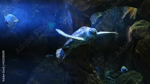 Green Sea Turtle in the town Oceanarium.