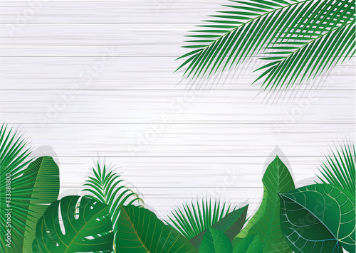 熱帯に茂る植物の葉と白い壁