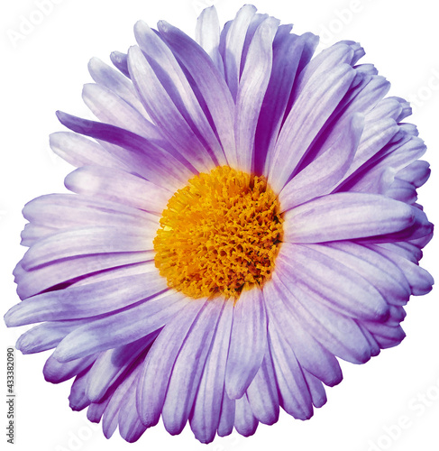 Purple daisy. Flower on a white isolated background. For design. Closeup. Nature.
