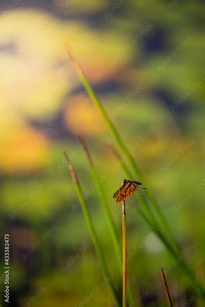 A dragonfly perched on the grass A dragonfly perched on the grass