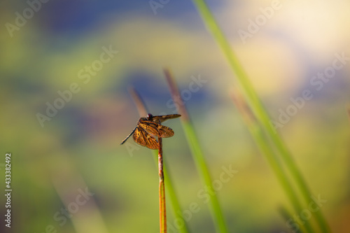 A dragonfly perched on the grass © Pattarakrich