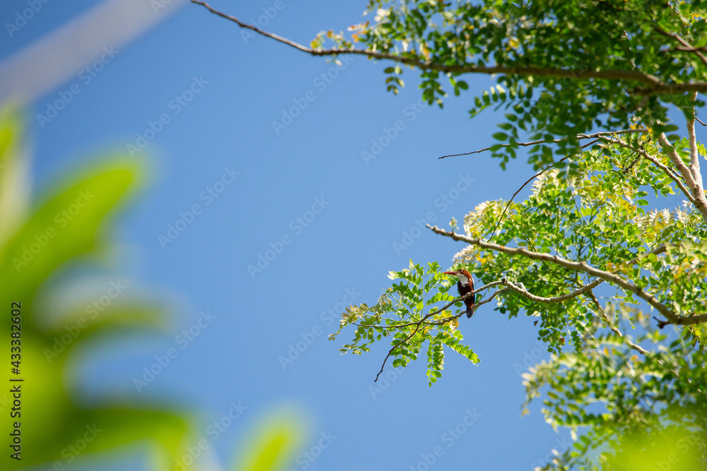 Fototapeta premium The white-throated kingfisher also known as the white-breasted kingfisher is a tree kingfisher, widely distributed in Asia from the Sinai east through the Indian subcontinent to the Philippines.