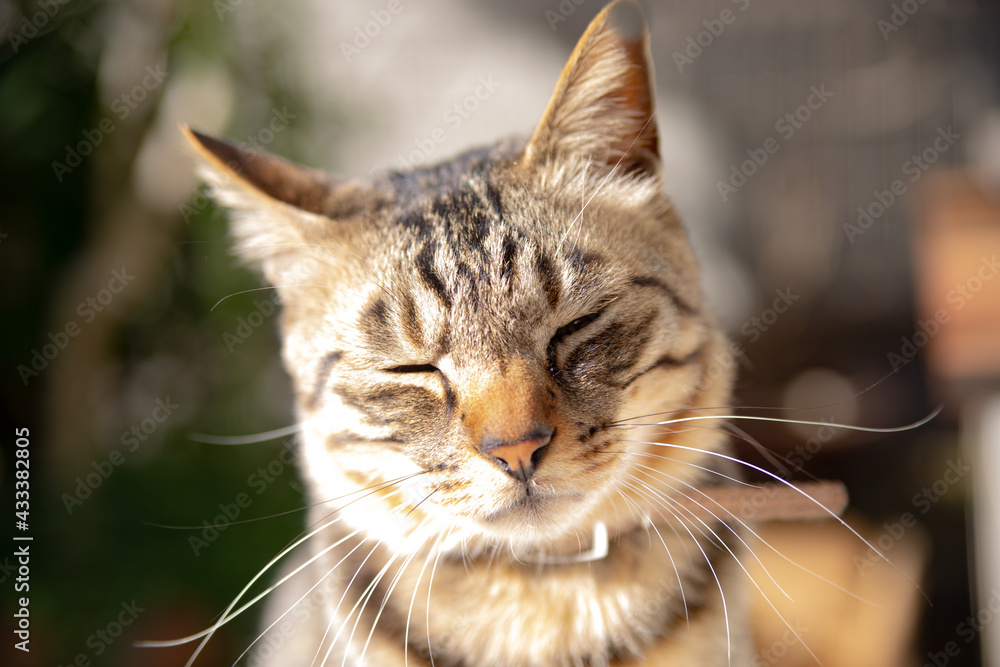 Closeup shot of a soft cute brown striped cat with a sleepy face Closeup shot of a soft cute brown striped cat with a sleepy face