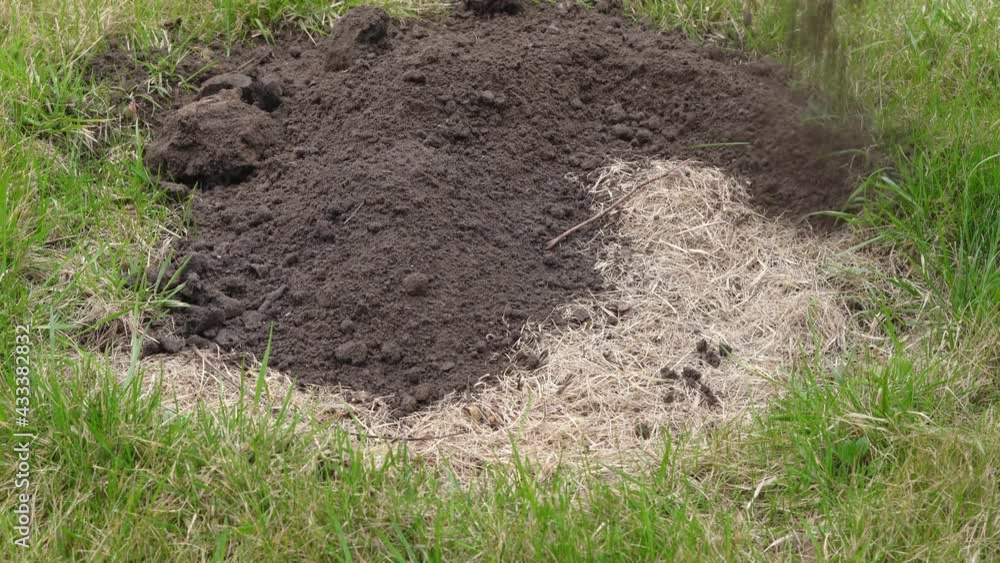 Pouring black soil onto the frozen grass of the lawn Pouring black soil onto the frozen grass of the lawn